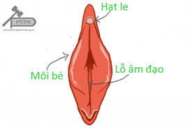 cấu tạo bộ phận sinh dục nữ